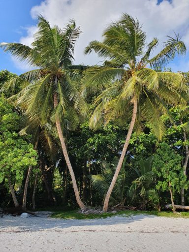 Palmen am Sandstrand in Praslin auf den Seychellen