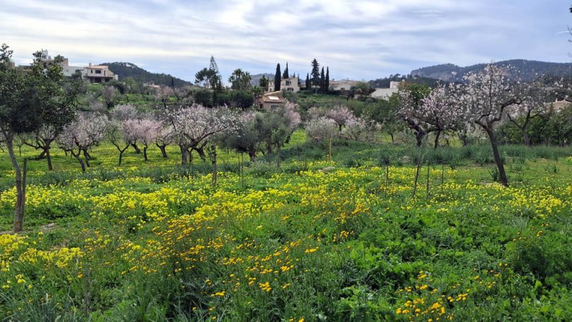Blühende Wiesen mit gelben Blumen und Bäumen im Hintergrund eines ländlichen Szenarios.