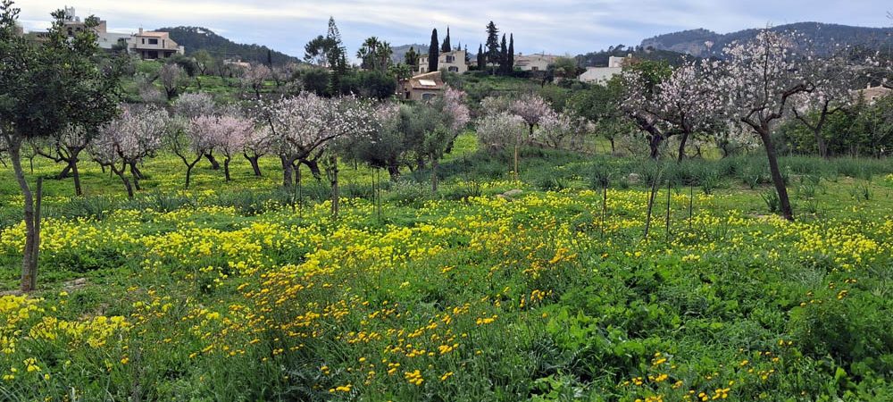 Bunte Blumenwiese mit blühenden Mandelbäumen im Hintergrund und sanften Hügeln.