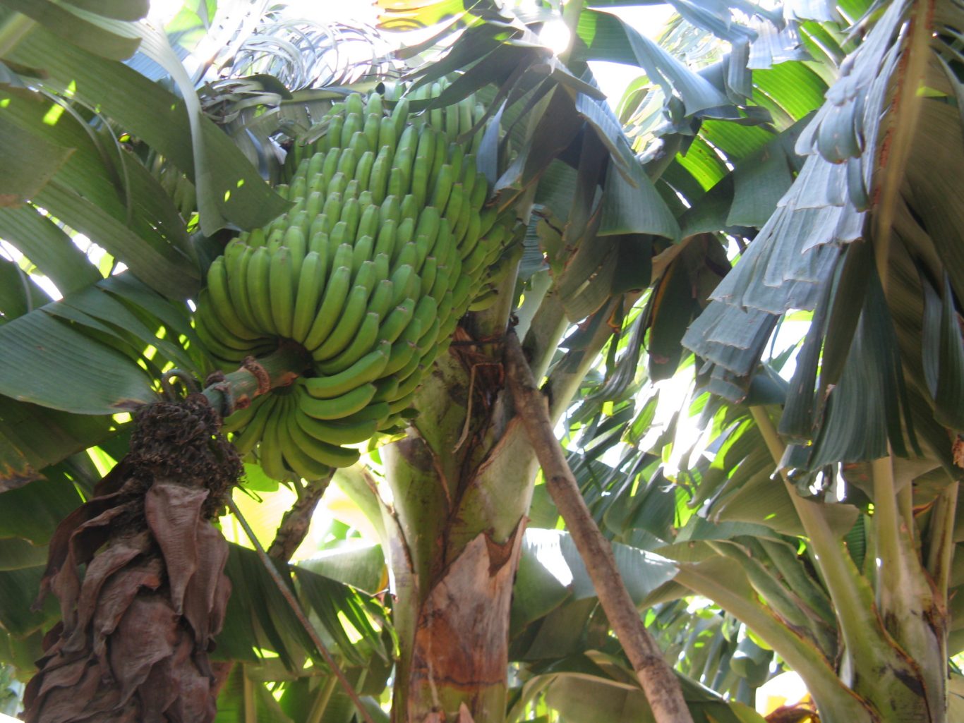 Kanarische Bananen auf La Palma Bananenstaude mit reifen Bananen auf La Palma