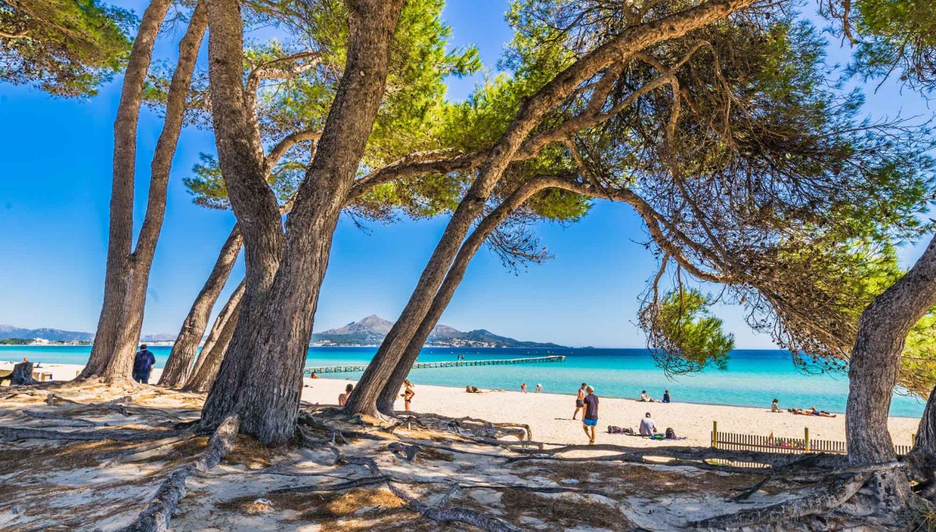 Playa de Muro Strand mit Alcúdia im Hintergrund Strand mit feinem Sand, klarem Wasser und hohen Bäumen im Vordergrund. Sonnenlicht fällt durch die Blätter.