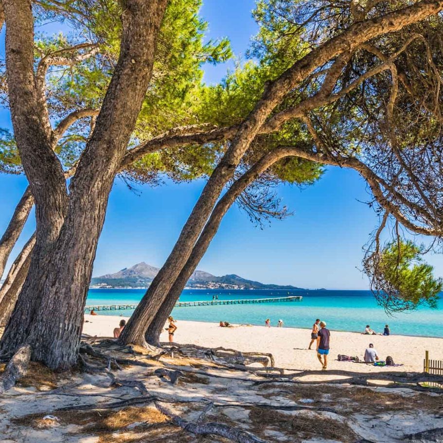 Urlaub in Alcúdia und an der Playa de Muro Strand mit Palmen, Menschen spazieren, klarer blauer Himmel und Gebirge im Hintergrund.