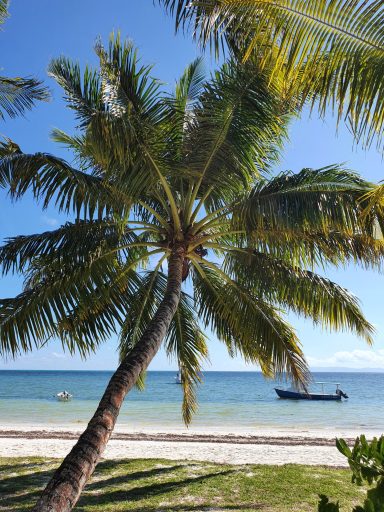 Palmen am Strand in Praslin