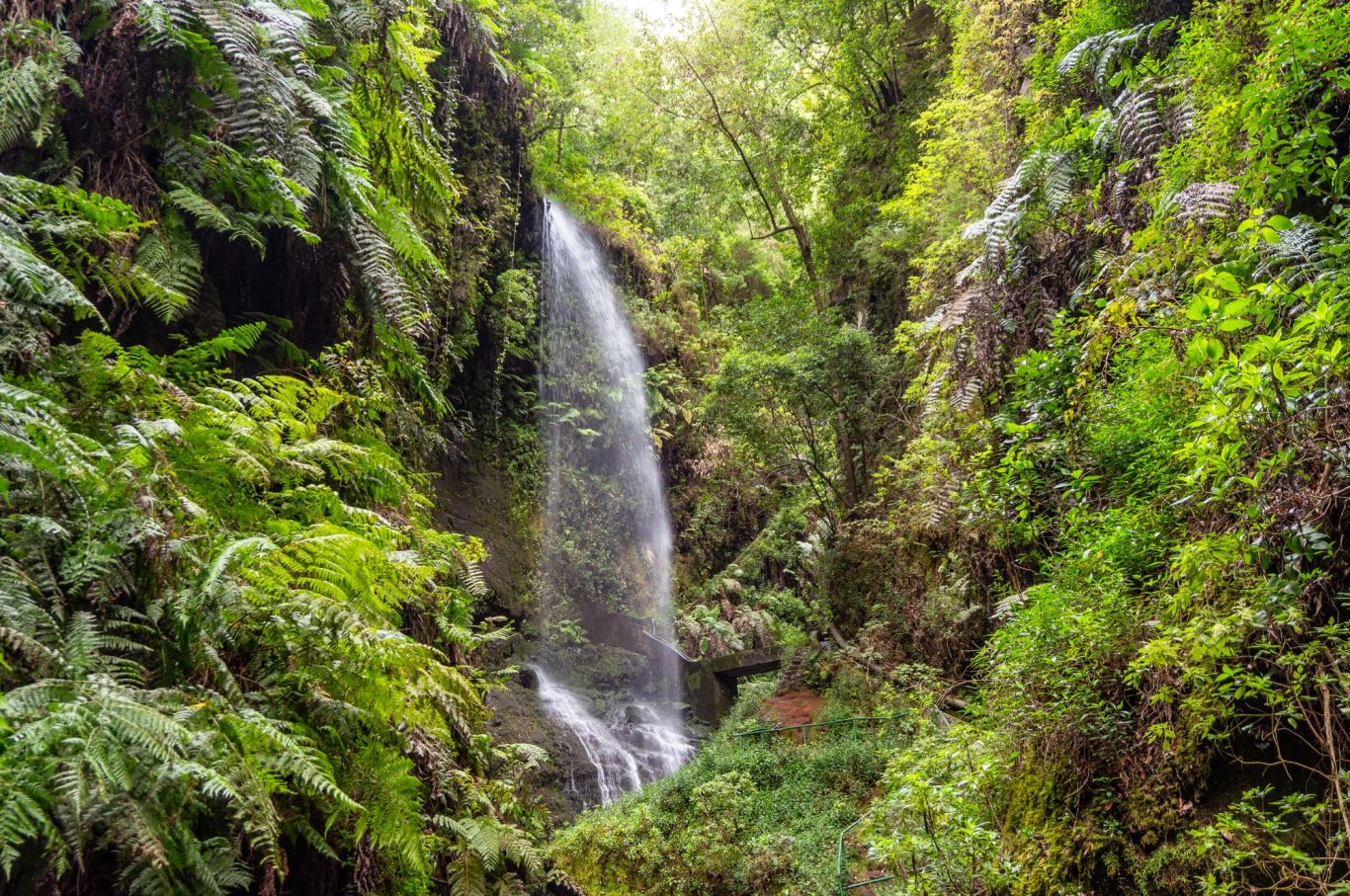 La Palma - Wasserfall in Los Tilos Wasserfall in einem Lorberrwald mit großen Farnen