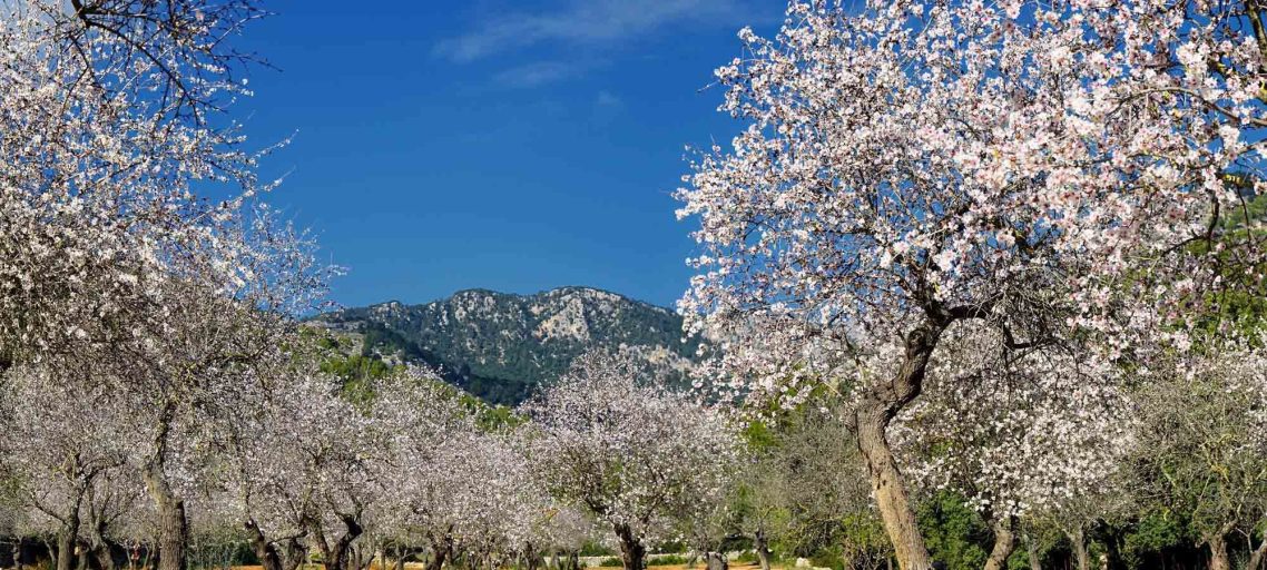 Blühende Mandelbäume in einem sonnigen Tal mit Bergen im Hintergrund.