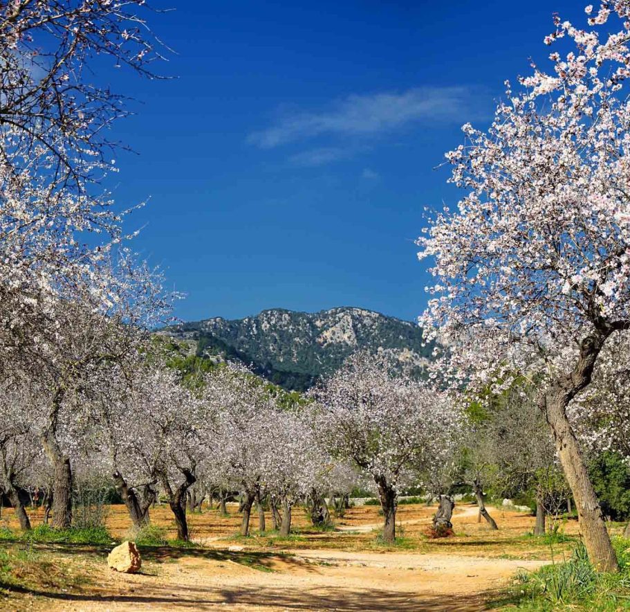 Urlaub zur Mandelblüte auf Mallorca Mandelbäume zur Mandelblüte vor Gebirge auf Mallorca