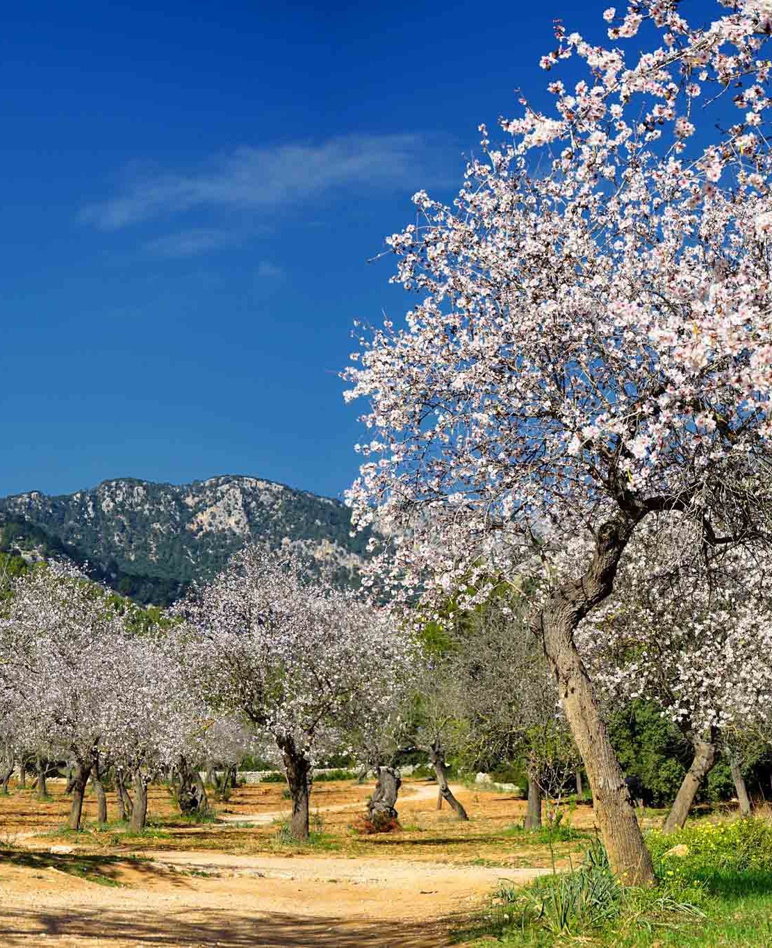 Blühende Mandelbäume vor einem klaren blauen Himmel und Bergen im Hintergrund.