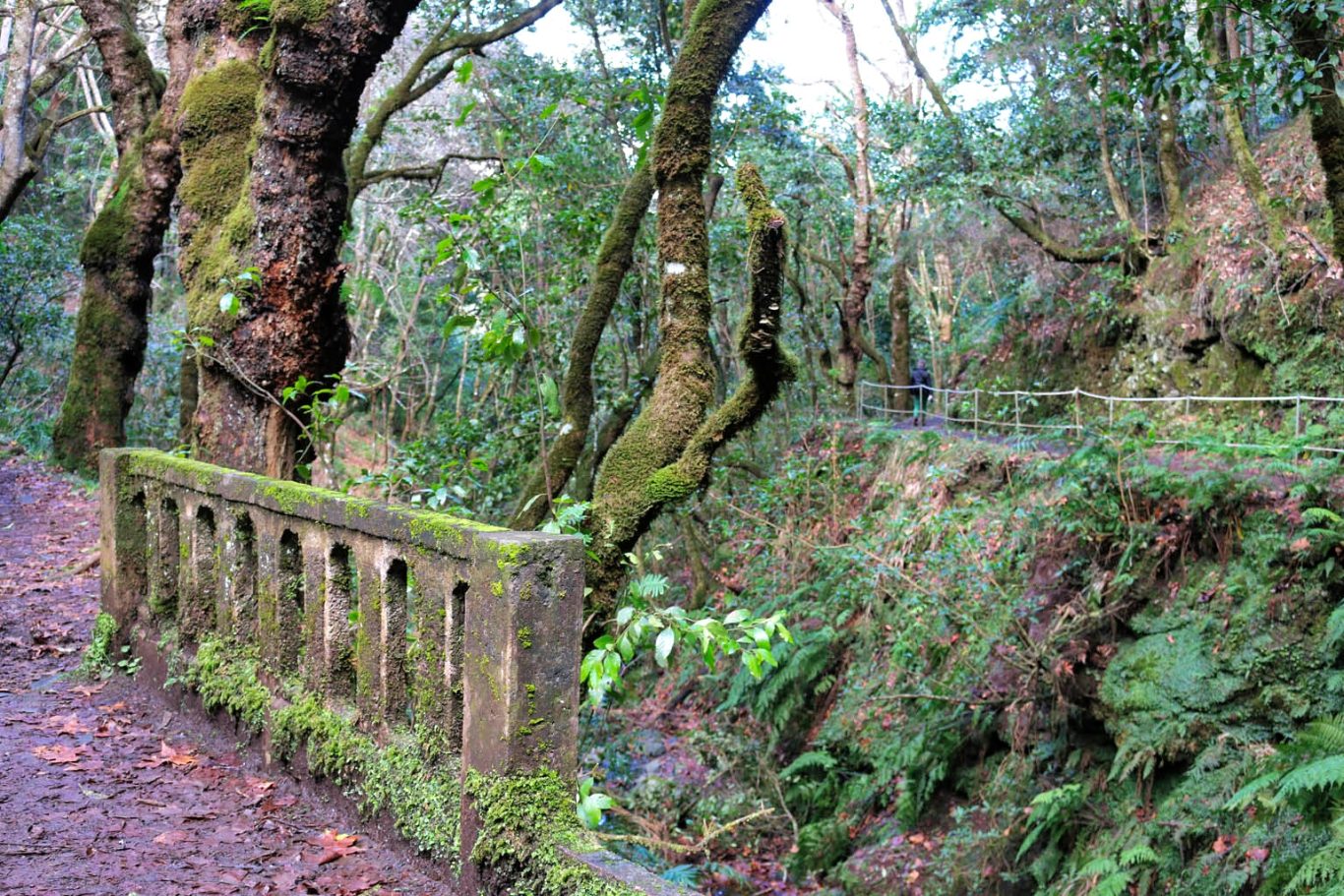 Madeira - Lorbeerwald in der Inselmitte Brücke und Waldweg im Lorbeerwald auf Madeira