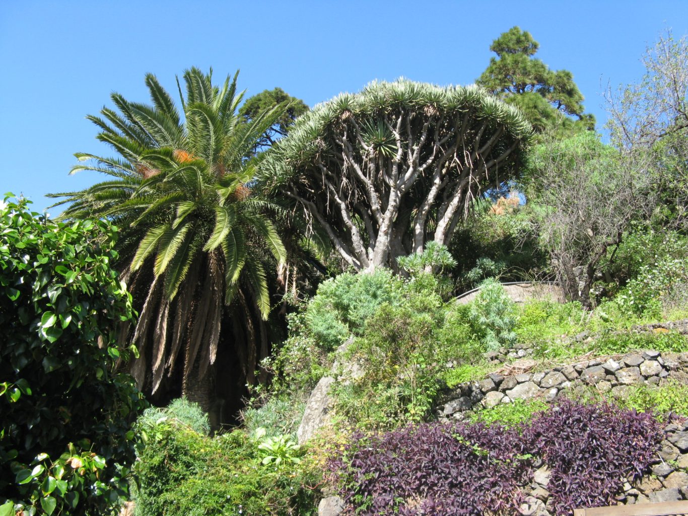 La Palma - Inselvegetation Palme und Drachenbaum an einem Hang auf La Palma