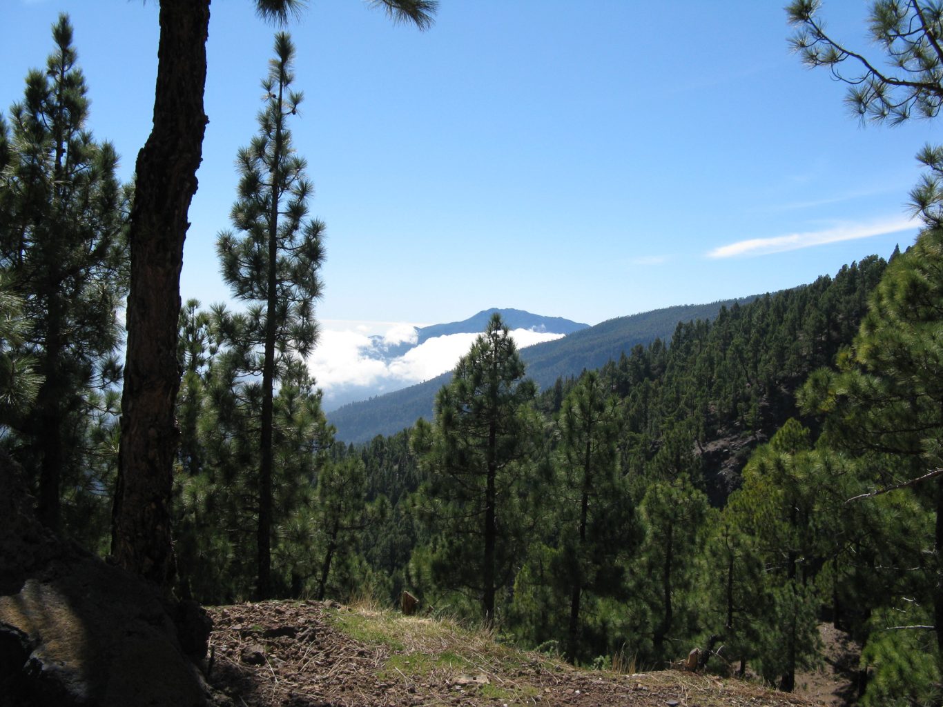 La Palma - Bergaussicht auf Vulkangipfel Blick über Wälder zu einem Vulkangipfel