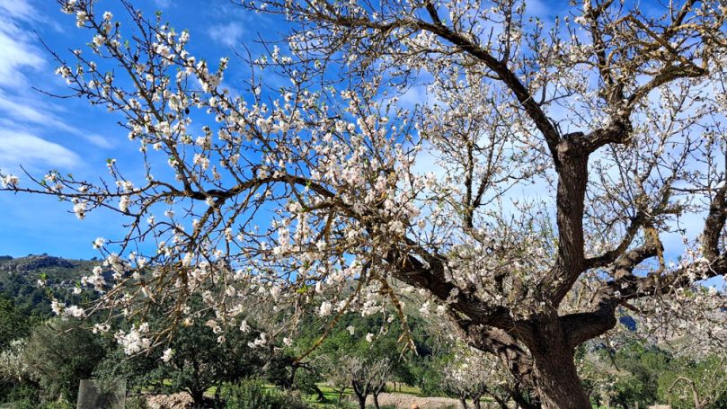 Blühender Baum mit weißen Blüten vor blauem Himmel und grüner Landschaft.