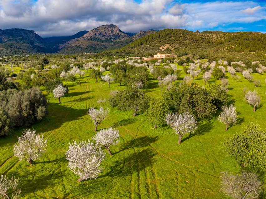 Blühende Mandelbäume stehen auf grünen Wiesen vor einer bergigen Landschaft.