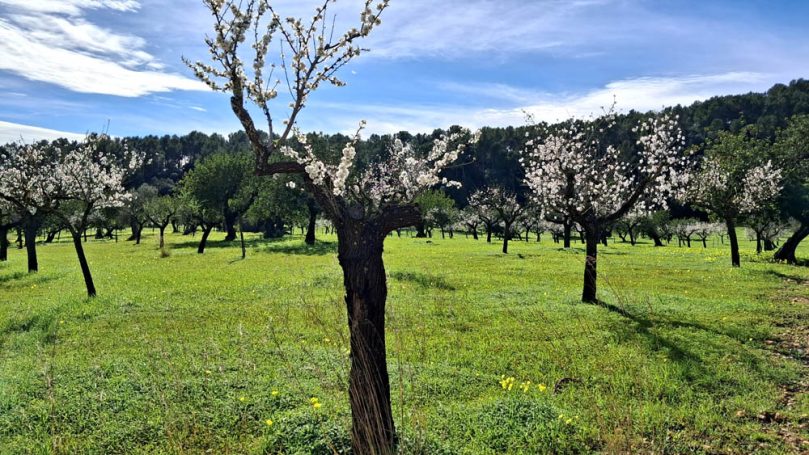 Blühende Obstbäume in einer grünen Wiese unter blauem Himmel.