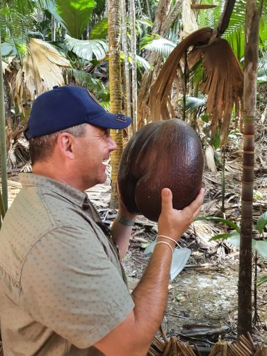 Mann mit Riesennuss Coco de Mer in den Händen