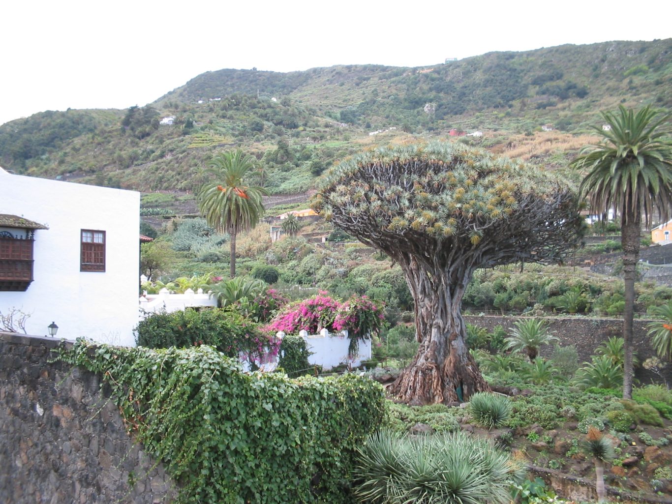 Teneriffa - Drachenbaum in Icod de los Vinos Großer Drachenbaum und Palmen an einem weißen Haus