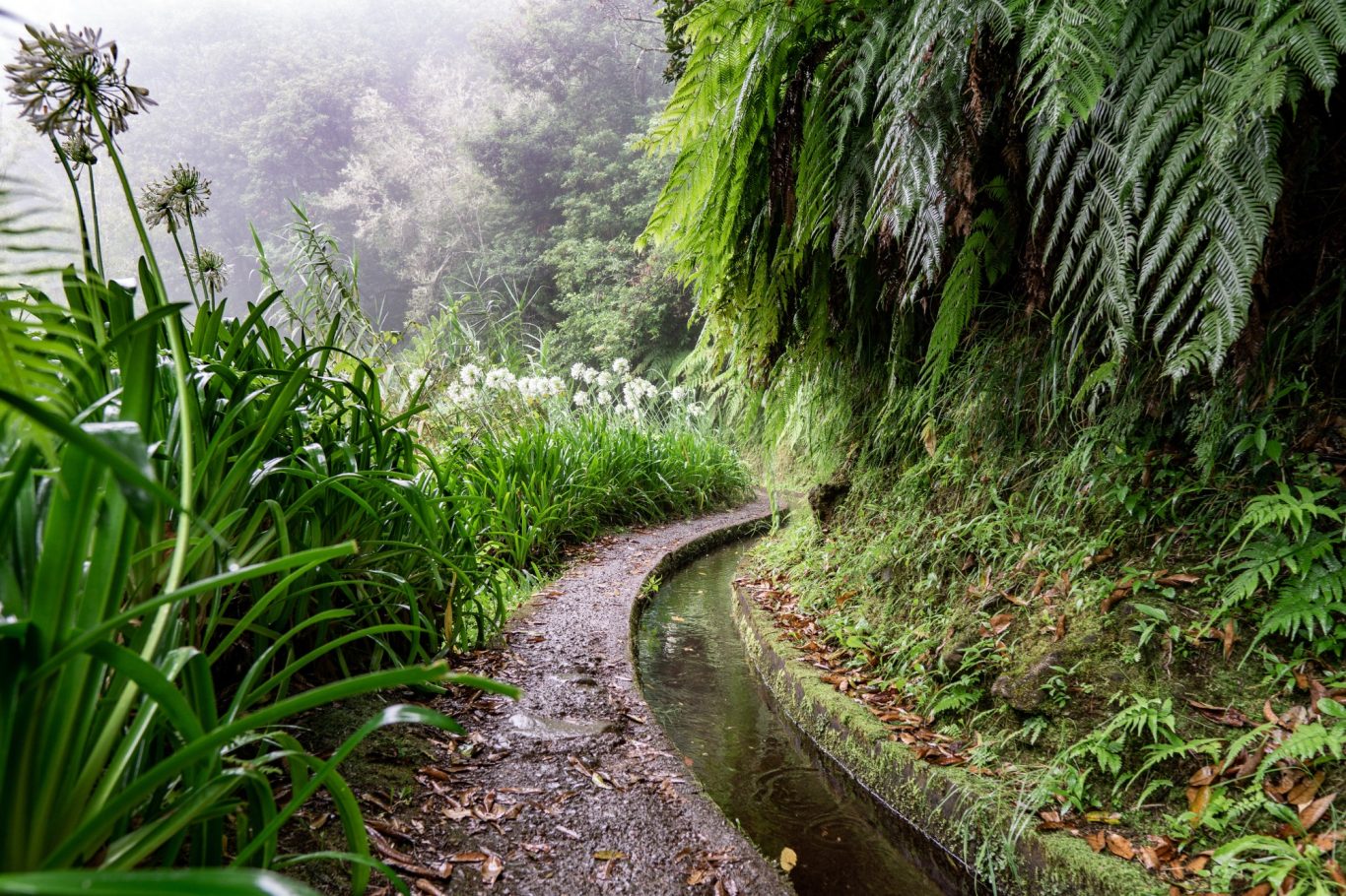 Madeira - Wanderweg in der Levada do Caldeirao Verde Wanderweg im Lorbeerwald mit Nebel auf Madeira